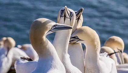 《障目 / Cling to Blindness》现已发售！